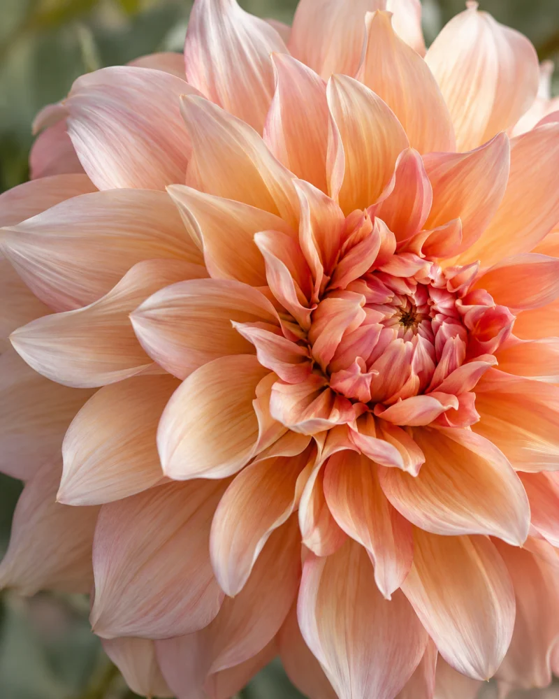 Peach-pink dahlia petals in soft morning light.
